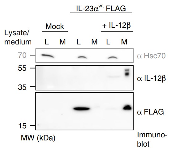 Secretion behavior of FLAG-tagged wild type IL-23α.jpg